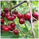 Dwarf Patio Morello Cherry Tree in 5L Pot, Self-Fertile,Ready to Fruit.Great For Jam & Pies