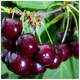 Dwarf  Van' Cherry Tree in a 5L Pot, Large, Dark Red, Sweet & Juicy Cherries