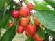 Dwarf Patio Bigarreau Napoleon Cherry Tree 5L Pot, Red-Flushed, Sweet & Juicy Cherries