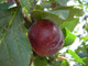 Dwarf Patio Plum Reine Claude d'Althan in 5L Pot Large Purple Tasty Fruit,Lovely Flowers