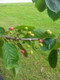 Wild Cherry Tree in a 1L Pot, Stunning Blossom, Edible Cherries & Wild Bird Food