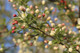 Crab Apple Tree 1-2ft Tall in 1L Pot, Native Malus Hedging, Make your own Cider & Jelly