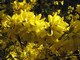 1 x Forsythia intermedia Hedging 'Spectabilis' 2-3ft Tall,Yellow Spring Flowers