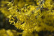 1 x Forsythia intermedia Hedging 'Spectabilis' 2-3ft Tall,Yellow Spring Flowers