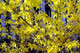 1 x Forsythia intermedia Hedging 'Spectabilis' 2-3ft Tall,Yellow Spring Flowers