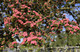 Midland Hawthorn Paul's Scarlet/Crataegus Laevigata 3-4ft, Rosea Flore Pleno Midland Hawthorn Paul's Scarlet/Crataegus Laevigata 3-4ft, Rosea Flore Pleno