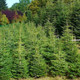 5 Nordmann Fir Christmas Trees 15-20cm. Britains Best No Needle Drop Nordmann