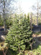 3 Nordmann Fir Christmas Trees 15-20cm. Britains Best No Needle Drop Nordmann