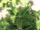 20 Nordmann Fir Christmas Trees 15-20cm. Britains Best No Needle Drop Nordmann