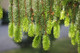 50 Norway Spruce Christmas Trees 40-60cm,Fast Growing  Evergreen Plants