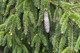 100 Norway Spruce Christmas Trees 40-60cm,Fast Growing  Evergreen Plants