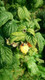 5 'Fallgold' Yellow Raspberry Canes / Rubus Idaeus 'Fallgold', Extremly Tasty Fruit