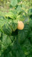 1 'Fallgold' Yellow Raspberry Cane / Rubus Idaeus 'Fallgold', Extremly Tasty Fruit