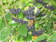 3 Aronia Melanocarpa, Fruit Bushes 2ft Tall  'Superfood With Antioxidants'