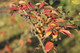 5 Aronia Melanocarpa, Fruit Bushes 2ft Tall  'Superfood With Antioxidants'