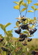 10 Aronia Melanocarpa, Fruit Bushes 2ft Tall  'Superfood With Antioxidants'