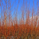 10 Common Dogwood Plants / Cornus Sanguinea 40-60cm Tall,Stunning Winter Colours
