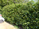 3 Portuguese Laurel Evergreen Hedging Prunus Lusitanica 2-3ft Tall In 2L Pot 3fatpigs®