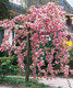 Cheal's Weeping Pink Flowering Cherry Tree 4ft, in a 3L Pot, P.Serrulata Kiku Shidare Zakura