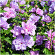 Hibiscus Syriacus Ardens / Rose of Sharon in 9cm Pot, Pink Purple Flowers