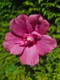 Hibiscus Syriacus Flower Tower Ruby / 'Gandini van Aart Ruby' in 2L Pot, Ruby Pink Flowers