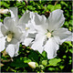 Hibiscus Syriacus Flower Tower White / 'Gandini van Aart' in 2L Pot, Impressive White Blooms