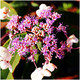 Hydrangea Aspera Hot Chocolate In 2L Pot, Large Lace Cap Flowers