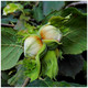 Hazel 'Nottingham Cobnut' Cob Tree 2-3ft Tall in 2L Pot Multistemmed strong hazelnut plant