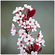 Prunus Cistena, Purple Leafed Sand Cherry in a 9cm Pot, Deep Red Leaves, Pale Pink Flowers
