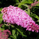 Buddleia Davidii 'Pink Delight' in 9cm Pot Buddleja Butterfly Bush