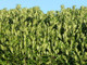 70 Cherry Laurel Fast Growing Evergreen Hedging Plants 30-50cm Tall, Potted