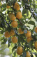 Duo Plum Fruit Tree Golden Gage Oullins and Opal- 2 Varieties in 5L Pot