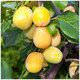 Duo Plum Fruit Tree Golden Gage Oullins and Opal- 2 Varieties in 5L Pot