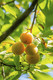 Duo Plum Fruit Tree Golden Gage Oullins and Opal- 2 Varieties in 5L Pot