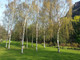 50 Silver Birch 5-6ft Stunning Mature Specimen Trees, Betula Pendula