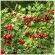 250 Hawthorn 3-4ft Hedging Plants, Crataegus, Quickthorn, Thorny Native Hedge 250 Hawthorn 3-4ft Hedging Plants, Crataegus, Quickthorn, Thorny Native Hedge