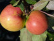 Dwarf James Grieves Apple Tree in 5L Pot, Ready to  Fruit, Desert & Cooking Apple