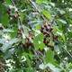 Bird Cherry Tree in a 1L Pot, Flowering &  Berries, Prunus Padus, Birds Love Them