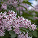 Syringa Josikaea- Hungarian Lilac Shrub in a 9cm Pot