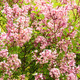 Syringa Josikaea- Hungarian Lilac Shrub in a 9cm Pot