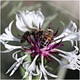 Centaurea Montana 'Amethyst in Snow', 9cm Pot, Perennial Cornflower