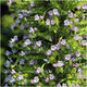 Echium Pininana, Giant Viper's Bugloss, Funnel Shaped Blue Flowers, in a 9cm Pot