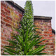 Echium Pininana, Giant Viper's Bugloss, Funnel Shaped Blue Flowers, in a 9cm Pot