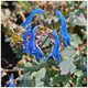 Corydalis 'Blue Heron' in 9cm Pot, Pretty Blue Flowers