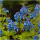 Corydalis 'Blue Heron' in 9cm Pot, Pretty Blue Flowers
