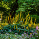 Ligularia Przewalskii in a 9cm Pot, Black Stems, Yellow Blooms