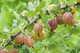 Red Gooseberry Plant in 9cm Pot, Ready to Fruit