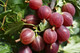 Red Gooseberry Plant in 9cm Pot, Ready to Fruit