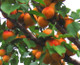Dwarf Apricot Bergeron Tree, Self-fertile Sweet & Tasty Orange Flesh
