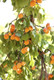 Dwarf Apricot Bergeron Tree, Self-fertile Sweet & Tasty Orange Flesh